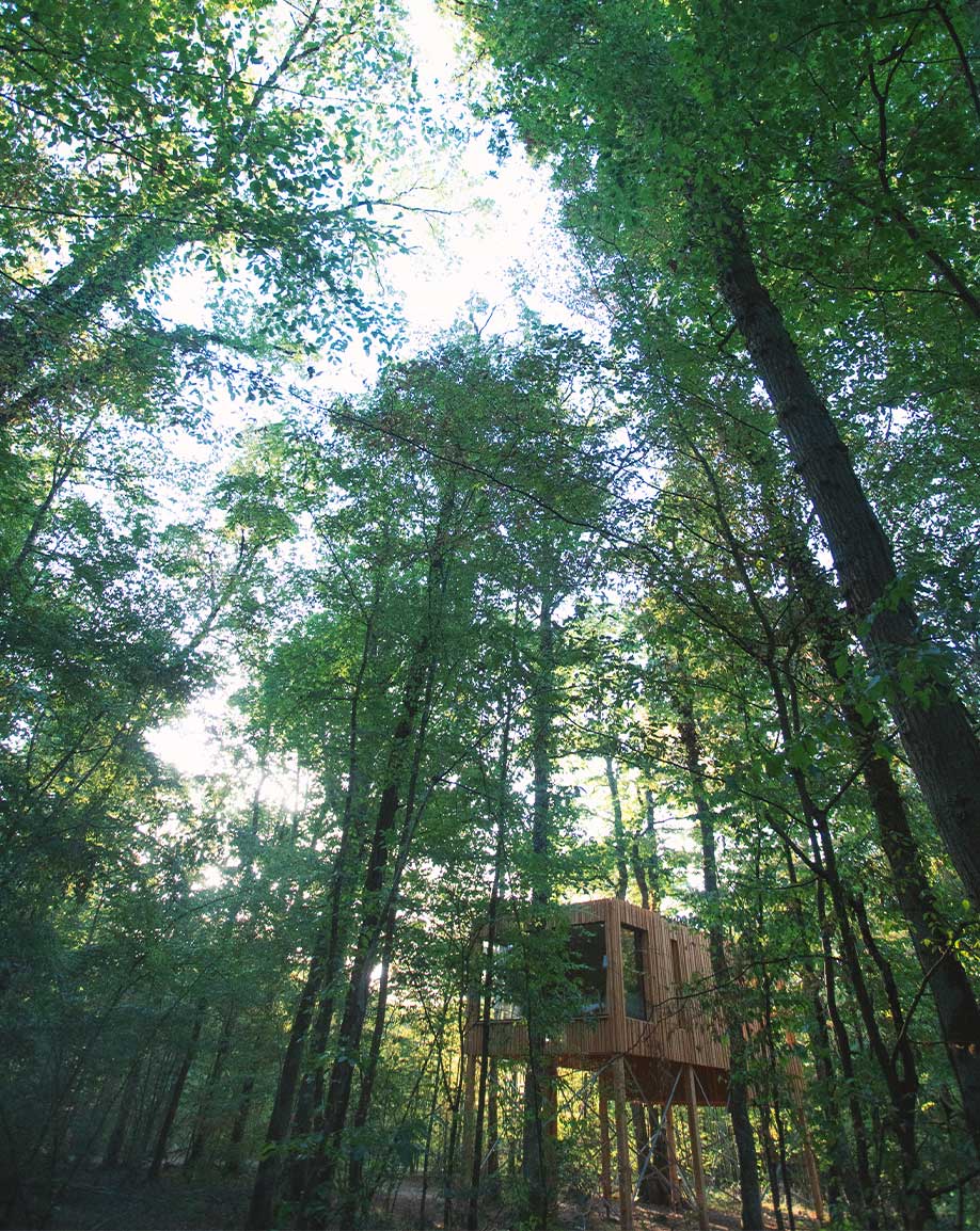 Un lodge perché dans les arbres