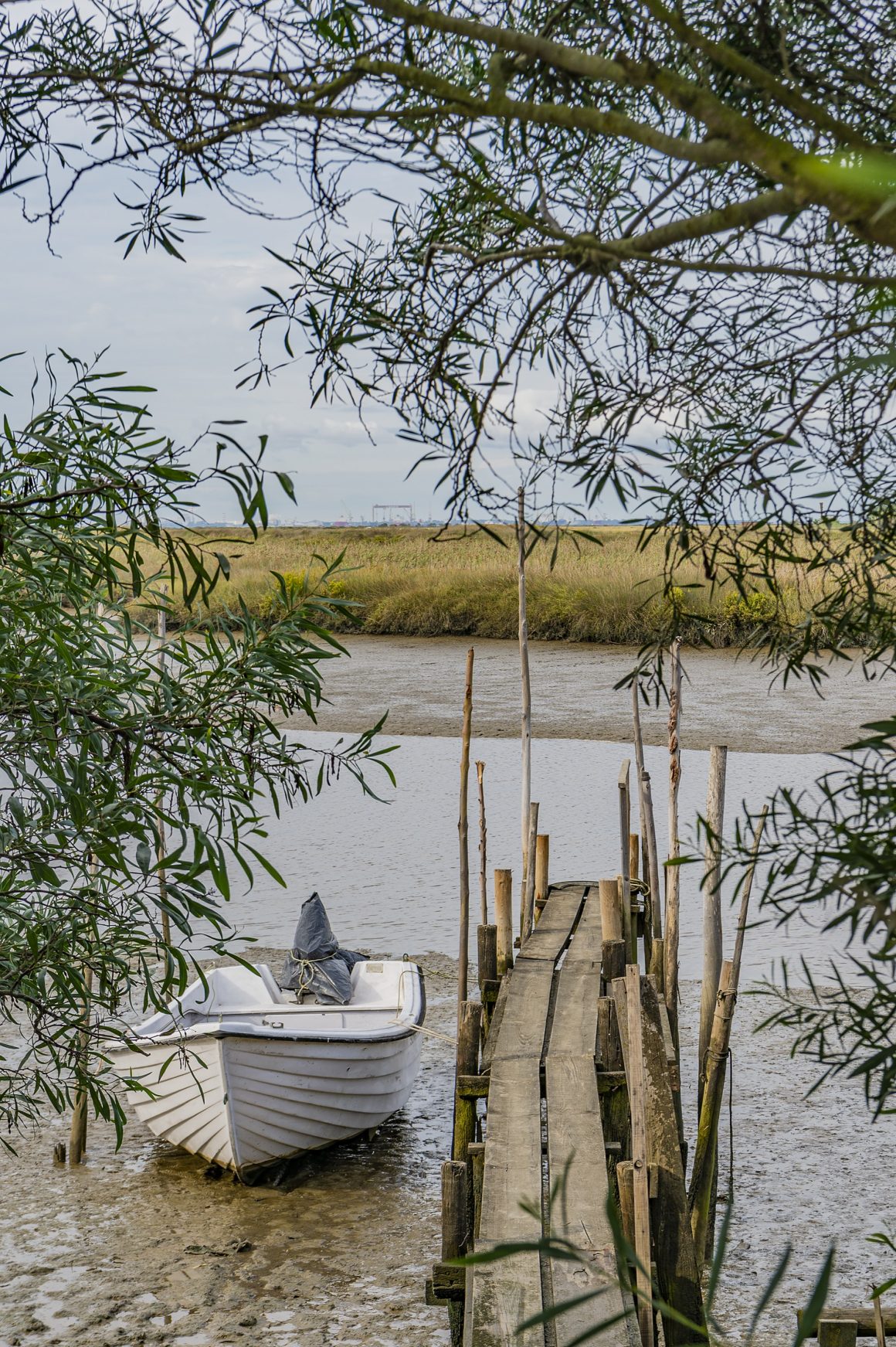 Retour à l'état sauvage dans l'Estuaire du Sado