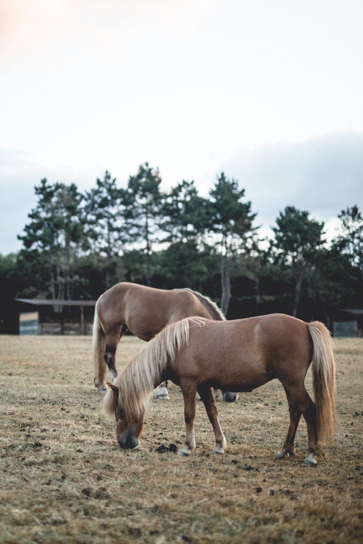 Des chevaux au Barn Hotel