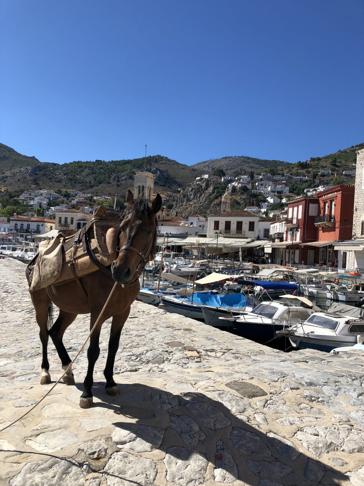Un cheval et des bateaux sur l'île Hydra en Grèce