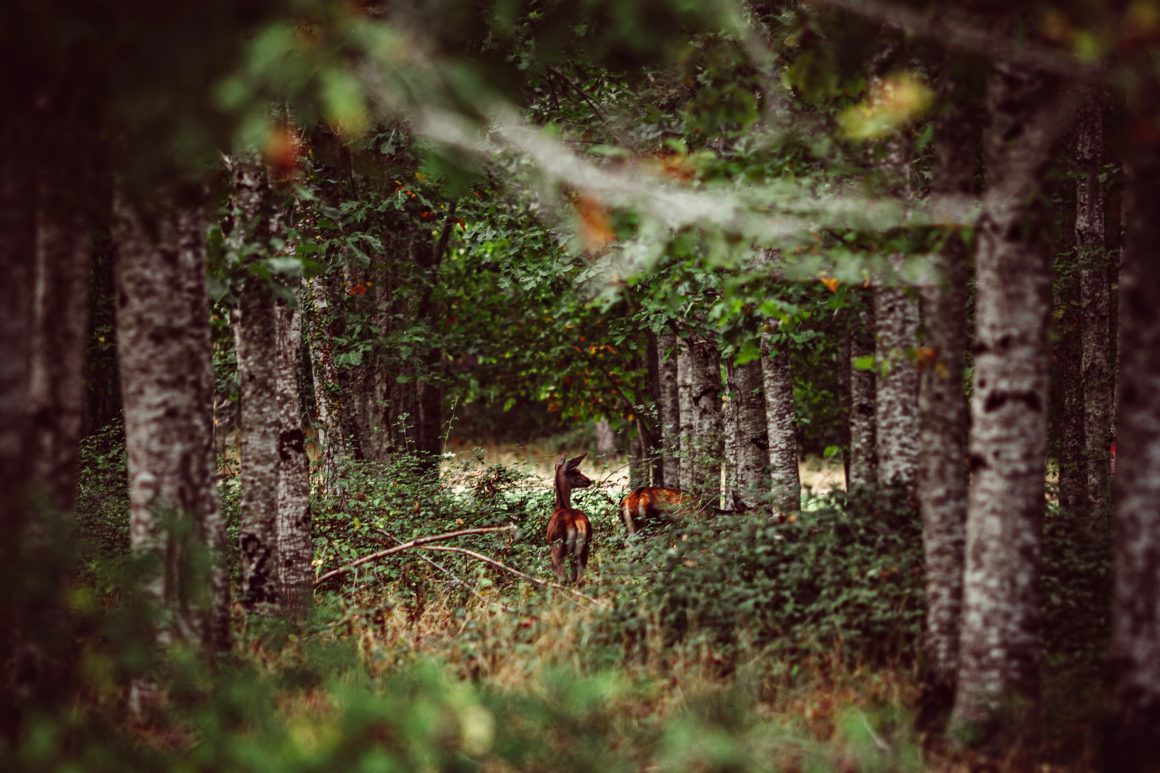 Le Parc de 8 hectares du Domaine de la Trigalière
