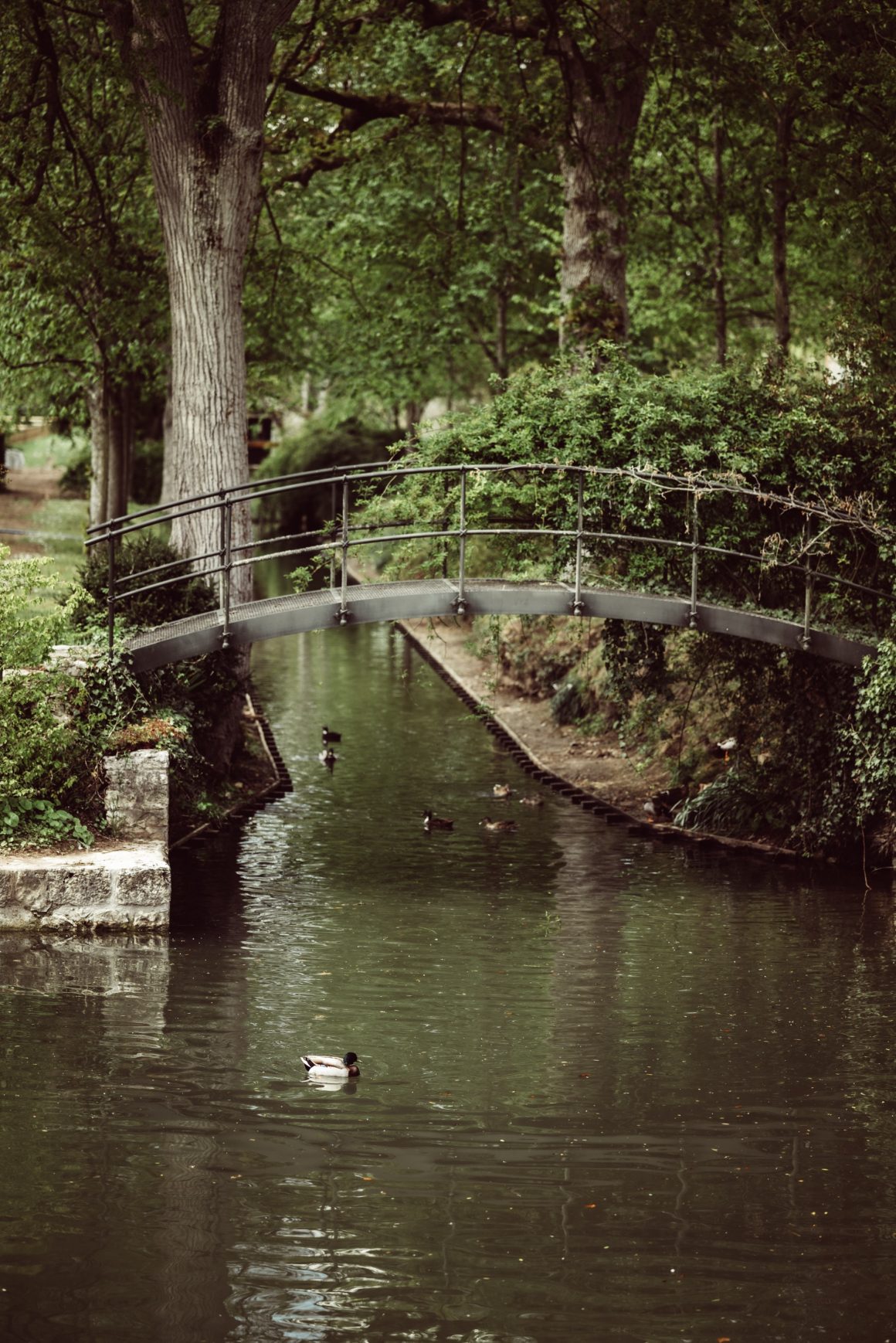 Des canards dans le parc de Primard